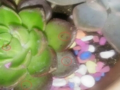 多肉蒂亚叶片上有小红点怎么回事