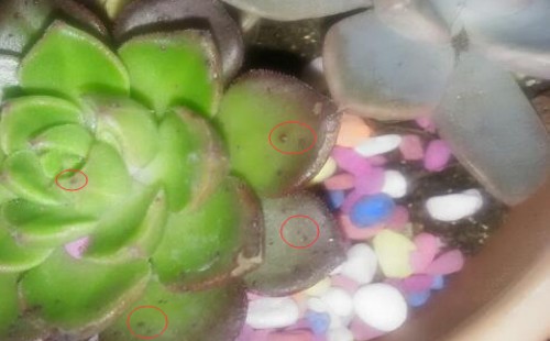 多肉蒂亚叶片上有小红点怎么回事