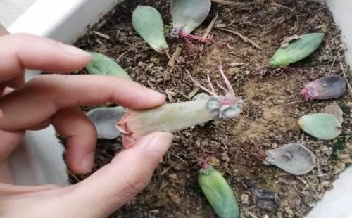 多肉叶插发芽后何时移盆 怎么移盆
