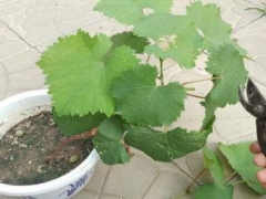 怎样让葡萄树快速发芽