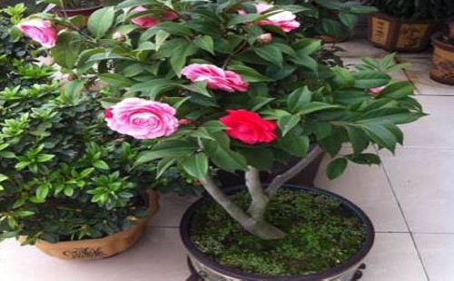 盆栽茶花春季管理方法