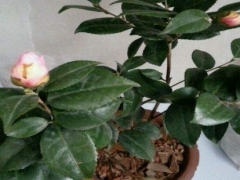 茶花花蕾不开花的原因和对策