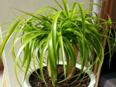 龙血树枝干发软怎么办 怎么补救