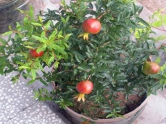 盆栽石榴几年开花结果 怎样促进开花结果