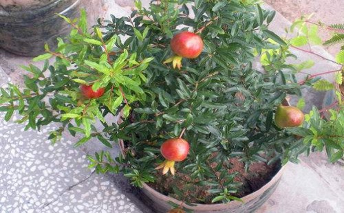 盆栽石榴几年开花结果 怎样促进开花结果