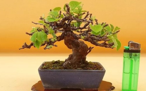 木瓜盆景养护技巧
