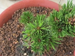 千寿丸黑松几月换土
