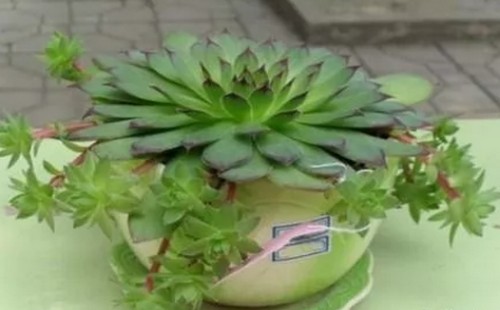 观音莲怎么才能爆盆