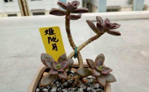 多肉姬胧月老桩怎么养成1