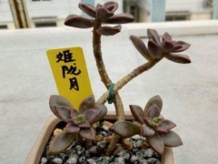 多肉姬胧月老桩怎么养成
