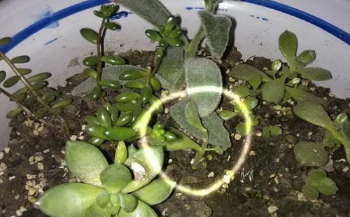 熊童子光杆还能活吗