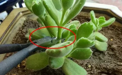 熊童子砍头还能再长吗