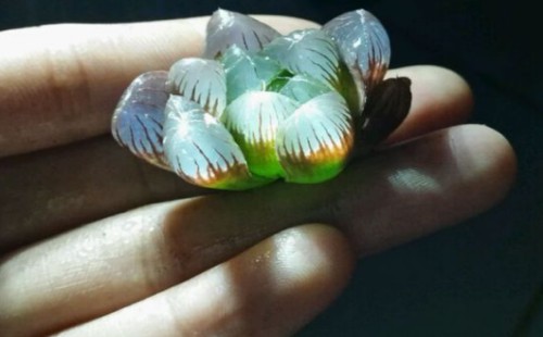 玉露换盆后如何缓根