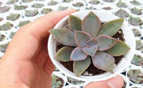 多肉根部长白色绒毛絮状物怎么办