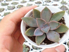 多肉根部长白色绒毛絮状物怎么办
