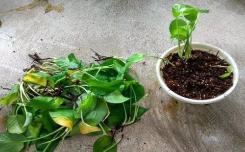 绿萝换盆后蔫了会死吗