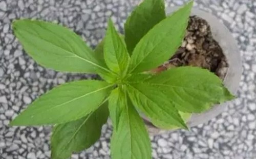 盆栽凤仙花怎么养