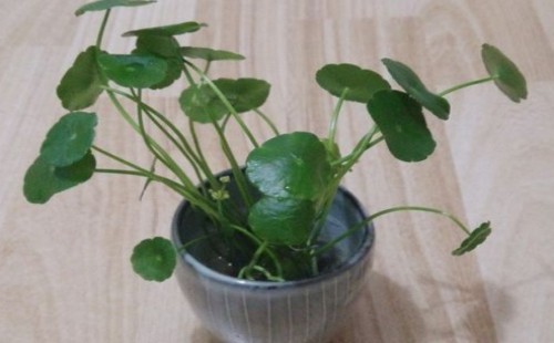 铜钱草怎么剪枝水培2