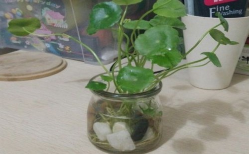 铜钱草怎么剪枝水培1