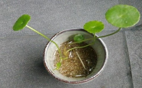 铜钱草怎么剪枝水培3