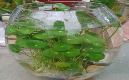 铜钱草怎么剪枝水培4