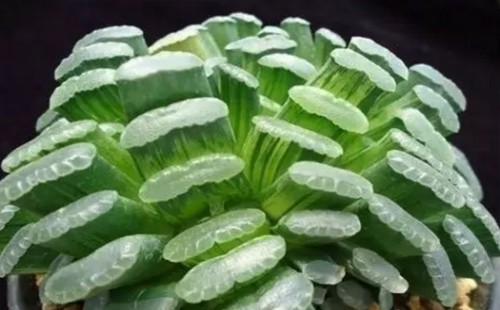 多肉植物玉扇怎么养-玉扇的养殖方法