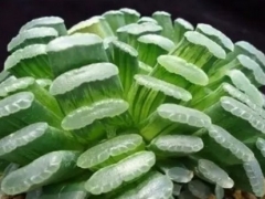 多肉植物玉扇怎么养-玉扇的养殖方法
