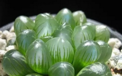 姬玉露可以晒太阳吗