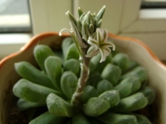 姬玉露开花了怎么办 怎么授粉