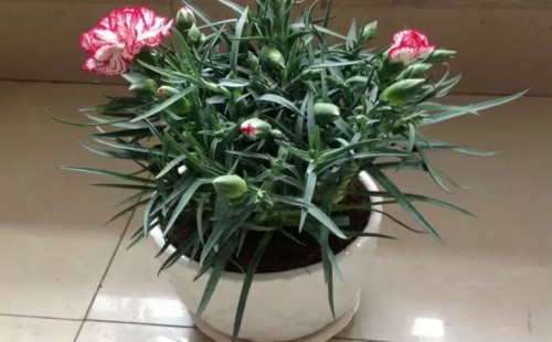康乃馨花后怎么养护