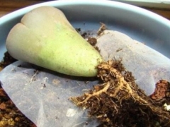 生石花苗什么时候移盆 小苗如何移盆