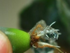生石花可以水培吗