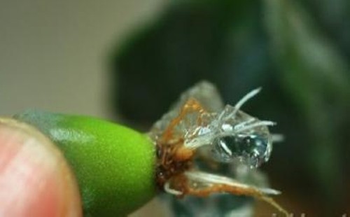 生石花可以水培吗