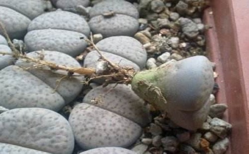 生石花如何养根