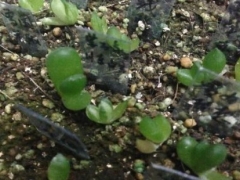 多肉植物万象小苗怎么养