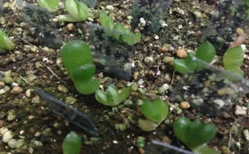 多肉植物万象小苗怎么养