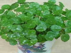 铜钱草怎么换盆