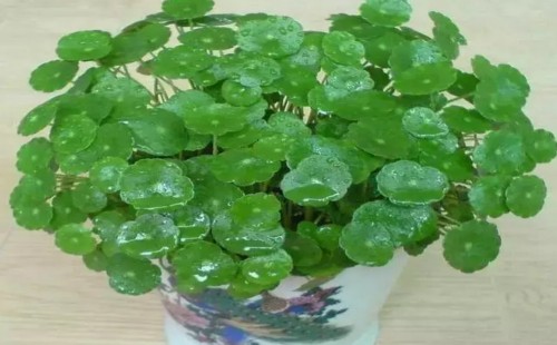 铜钱草怎么换盆