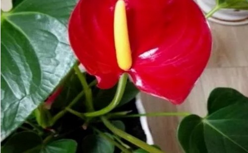 红掌怎么养才能开花