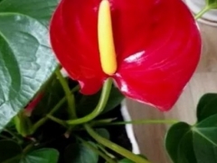 红掌怎么养才能开花