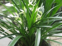 兰花怎么养才能开花