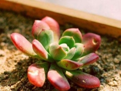 多肉植物怎么安全度夏