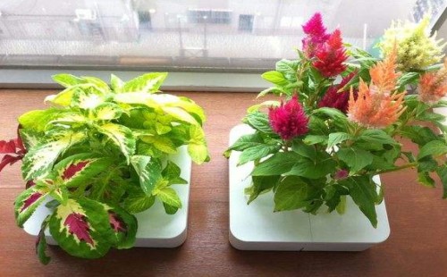 盆栽鸡冠花的养殖方法