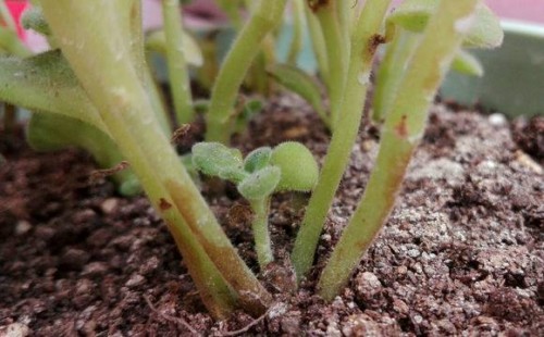 碰碰香木质化怎么办
