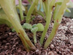 碰碰香木质化怎么办