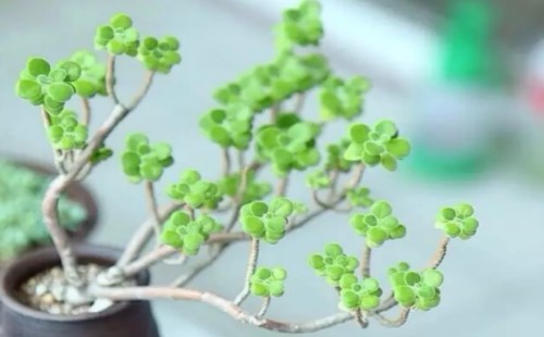 碰碰香如何变老桩