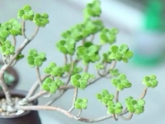 碰碰香如何变老桩