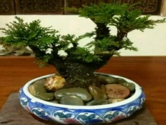 怎样水培卷柏-卷柏的水培方法