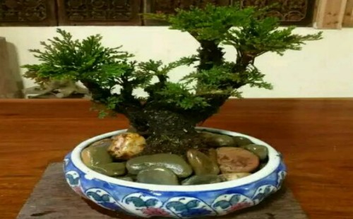 怎样水培卷柏-卷柏的水培方法