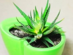 芦荟怎么养才能更旺盛